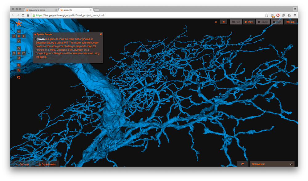 A retinal ganglion cell reconstructed by EyeWire players, rendered in 3D in Geppetto