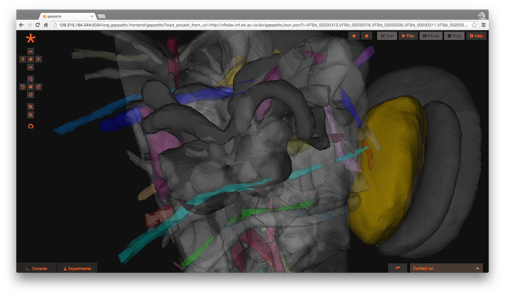 Virtual Fly Brain running on Geppetto: painted neuropil domains in grey and gold with individual neurons in colour